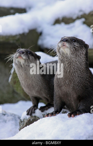 Pair Of Oriental Small-clawed Otters Aonyx cinerea 'Ned & Thai' In Snow Taken At Martin Mere WWT, Lancashire UK Stock Photo