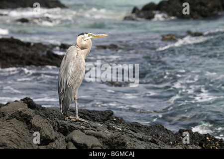 Great blue heron (Ardea herodias) on beach at Bahia Sullivan / Sullivan Bay on Santiago Island / San Salvador Island, Galápagos Stock Photo