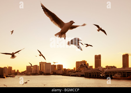 Seagulls flying over the Sumida River in the evening near Kachidoki Bridge. Kachidoki Bridge, Chuo-ku, Tokyo, Japan Stock Photo