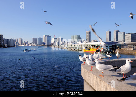 Seagulls flying over the Sumida River near Kachidoki Bridge. Tsukiji market, Chuo-ku, Tokyo, Japan Stock Photo