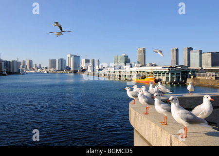 Seagulls flying over the Sumida River near Kachidoki Bridge. Tsukiji market, Chuo-ku, Tokyo, Japan Stock Photo