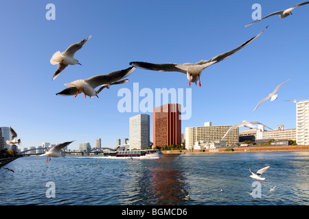 Seagulls flying over the Sumida River near Kachidoki Bridge. Kachidoki Bridge, Tsukishima, Chuo-ku, Tokyo, Japan Stock Photo
