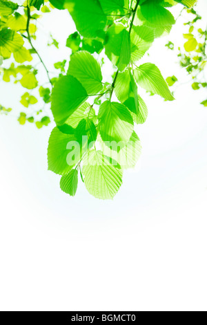 Leafy green tree branches Stock Photo