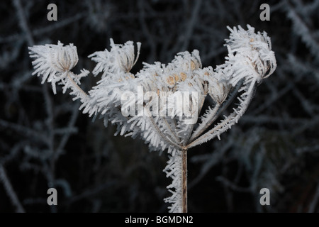 Hogweed seed head covered in frost. Stock Photo