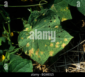 Downy mildew (Pseudoperonospora cubensis) symptoms on squash leaves, Thailand Stock Photo