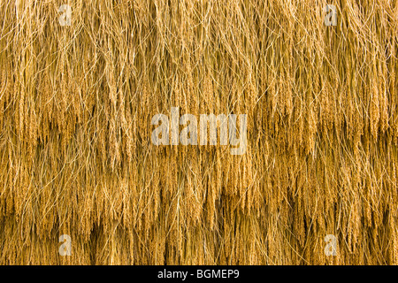 Ears of rice hung up to dry Stock Photo