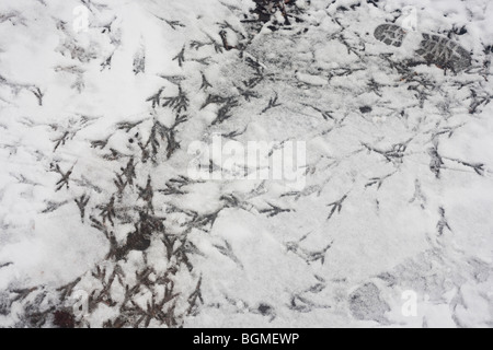 Bird and human tracks left in freshly-fallen snow in a South London Park. Stock Photo