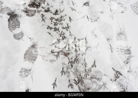 Bird and human tracks left in freshly-fallen snow in a South London Park. Stock Photo