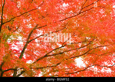 Autumnal leaves on maple tree Otsu Shiga Prefecture Japan Stock Photo