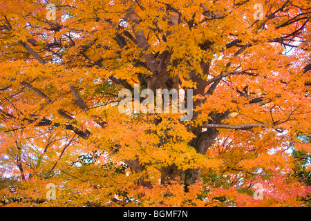 Autumnal leaves on tree Otsu Shiga Prefecture Japan Stock Photo