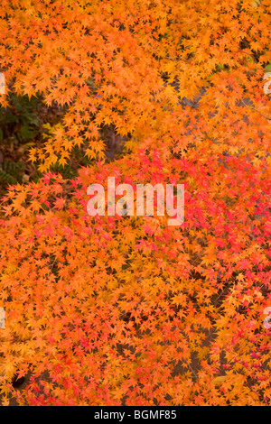 Red and orange autumnal leaves on tree Otsu Shiga Prefecture Japan Stock Photo