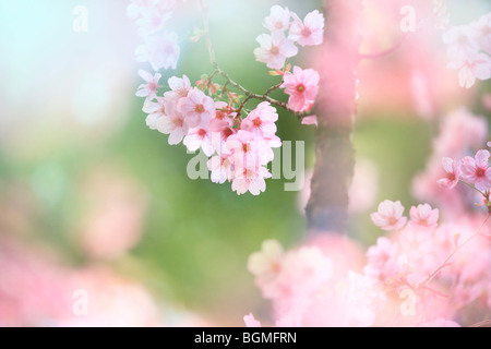 Close-up up flowers on a rosebud cherry tree Stock Photo