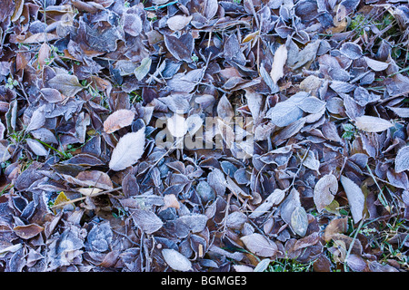 Leaves on ground covered in frost Stock Photo