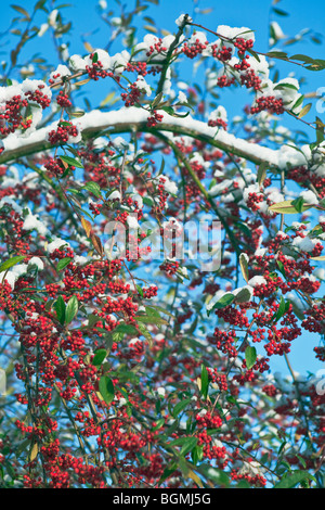 Cotoneaster with red berries in snow winter England UK Stock Photo
