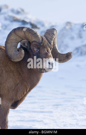 A portrait image of a rocky mountain bighorn sheep, Orvis canadensis ...