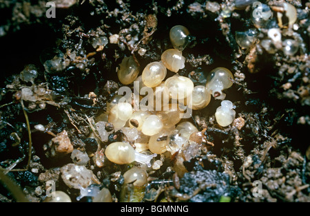 Common, or garden snail (Helix aspersa: Helicidae), babies hatching from eggs, in a garden UK Stock Photo