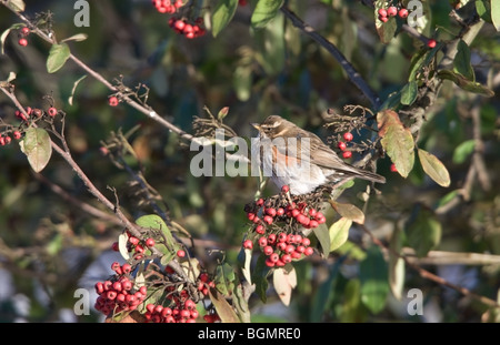Redwing Turdus iliacus feeding on red berries Stock Photo