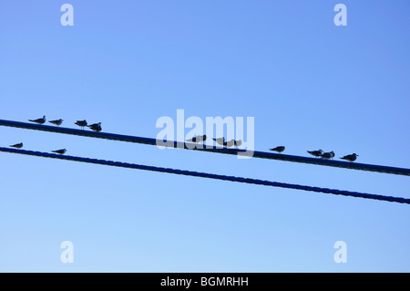 Birds sitting on wires Stock Photo