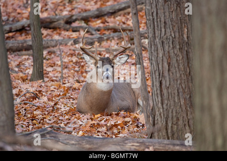 Whitetail deer buck bedded down in the woods. Stock Photo