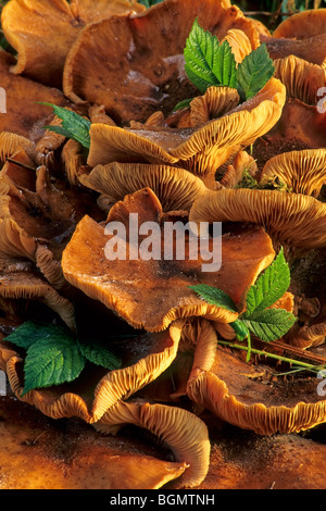 Dark honey fungus (Armillaria solidipes / Armillaria ostoyae) Stock Photo