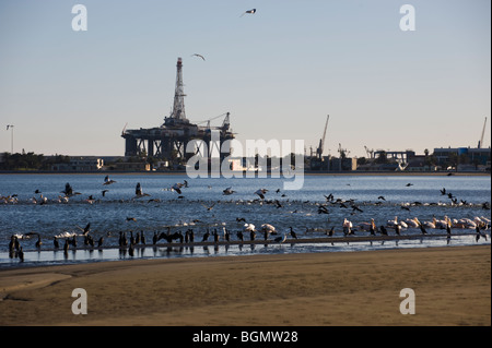 Oil rig in Walvis Bay with pelicans and flamingoes in foreground. Namibia Stock Photo