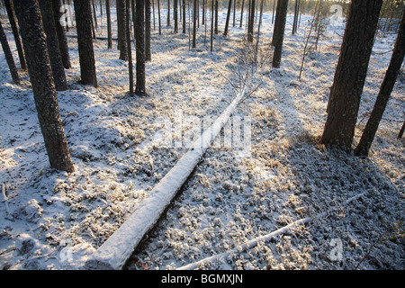 Snow covered fallen tree trunk in pine ( pinus sylvestris ) taiga forest , Finland Stock Photo