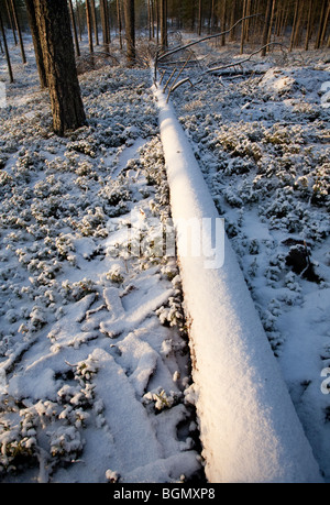 Snow covered fallen tree trunk in pine ( pinus sylvestris ) forest , Finland Stock Photo