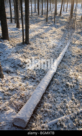 Snow covered fallen tree trunk in pine ( pinus sylvestris ) taiga forest at Winter , Finland Stock Photo