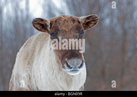 A Woodland Caribou in winter Stock Photo