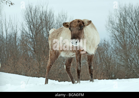 A Woodland Caribou in winter Stock Photo