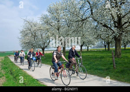 Cyclists riding along orchard with blooming cherry trees (Prunus avium), Haspengouw, Belgium Stock Photo