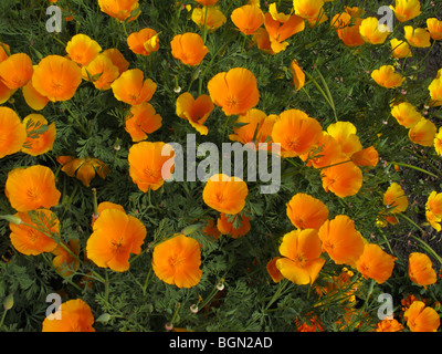 Orange Californian poppies in flower Stock Photo