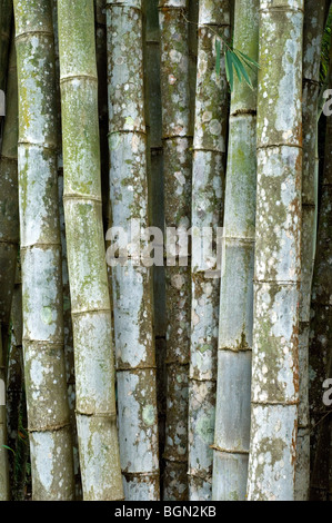 Bamboo (Bambusa sp.), Costa Rica Stock Photo