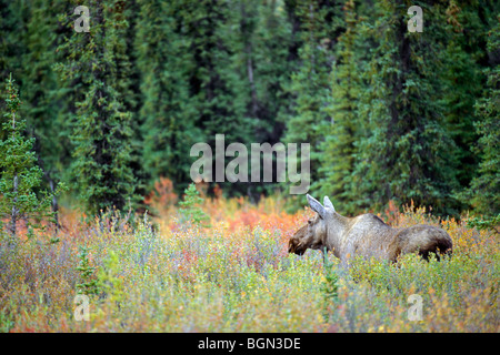 Female moose cow (Alces alces) in the taiga in the fall, Denali National Park, North America, Alaska, USA Stock Photo