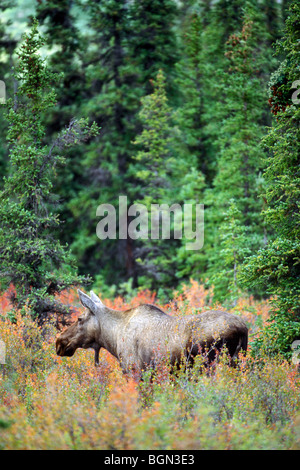 Female moose cow (Alces alces) in the taiga in the fall, Denali National Park, North America, Alaska, USA Stock Photo