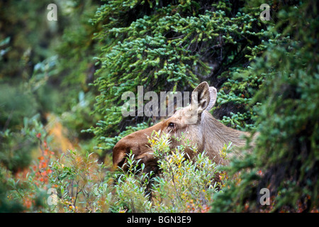 Female moose cow (Alces alces) in the taiga in the fall, Denali National Park, North America, Alaska, USA Stock Photo