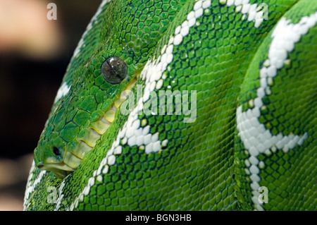 Close up of curled up Emerald tree boa (Corallus caninus) in Amazon rainforest in South America Stock Photo