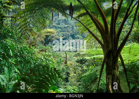 Giant tree fern (Cyatheaceae) in cloud forest, Tapanti NP, Costa Rica Stock Photo