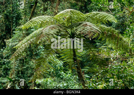 Giant tree fern (Cyatheaceae) in cloud forest, Tapanti NP, Costa Rica Stock Photo