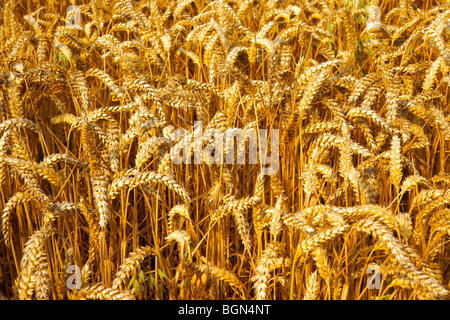 Ripe wheat (corn) in a filed ready to harvest Stock Photo