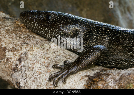 Highland Alligator Lizard, Mesaspis monticola Stock Photo - Alamy