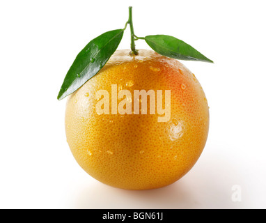Fresh pink grapefruit with leaves  against a white background Stock Photo