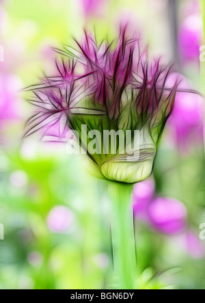 Photo illustration:  A single Allium coming into bloom growing in a herbaceous border Stock Photo