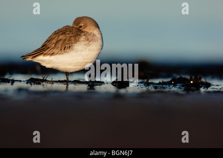 Dunlin, Calidris alpina, single winter plumaged bird on beach roosting with sea laping around feet, Lothian, Scotland, winter 20 Stock Photo