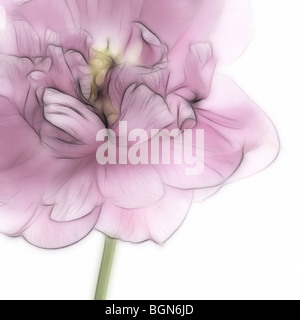 Photo illustration:  A close-up of a single pink tulip in full bloom Stock Photo