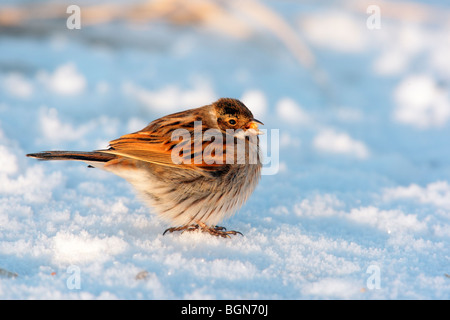 Reed bunting, Emberiza schoeniclus, single winter plumaged male standing on snow, Lothian, Scotland, winter 2009 Stock Photo