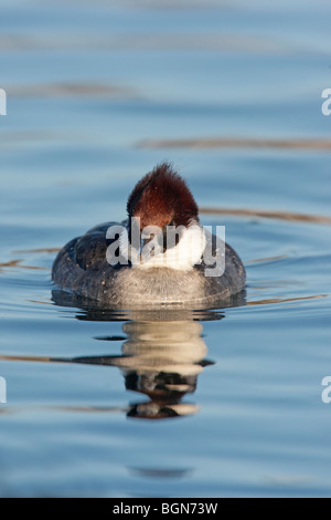 Smew, Mergellus albellus, single female swimming, Lothian, Scotland 2009 Stock Photo