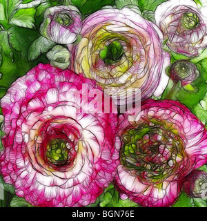 Photo illustration:  A group of ranunculus flowers in full bloom Stock Photo