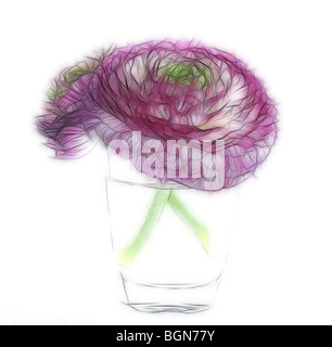 Photo illustration:  Two ranunculus flower heads in a glass vase on a white background Stock Photo