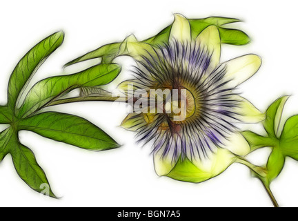 Photo illustration:  Passion flower on a white background in a studio setting Stock Photo